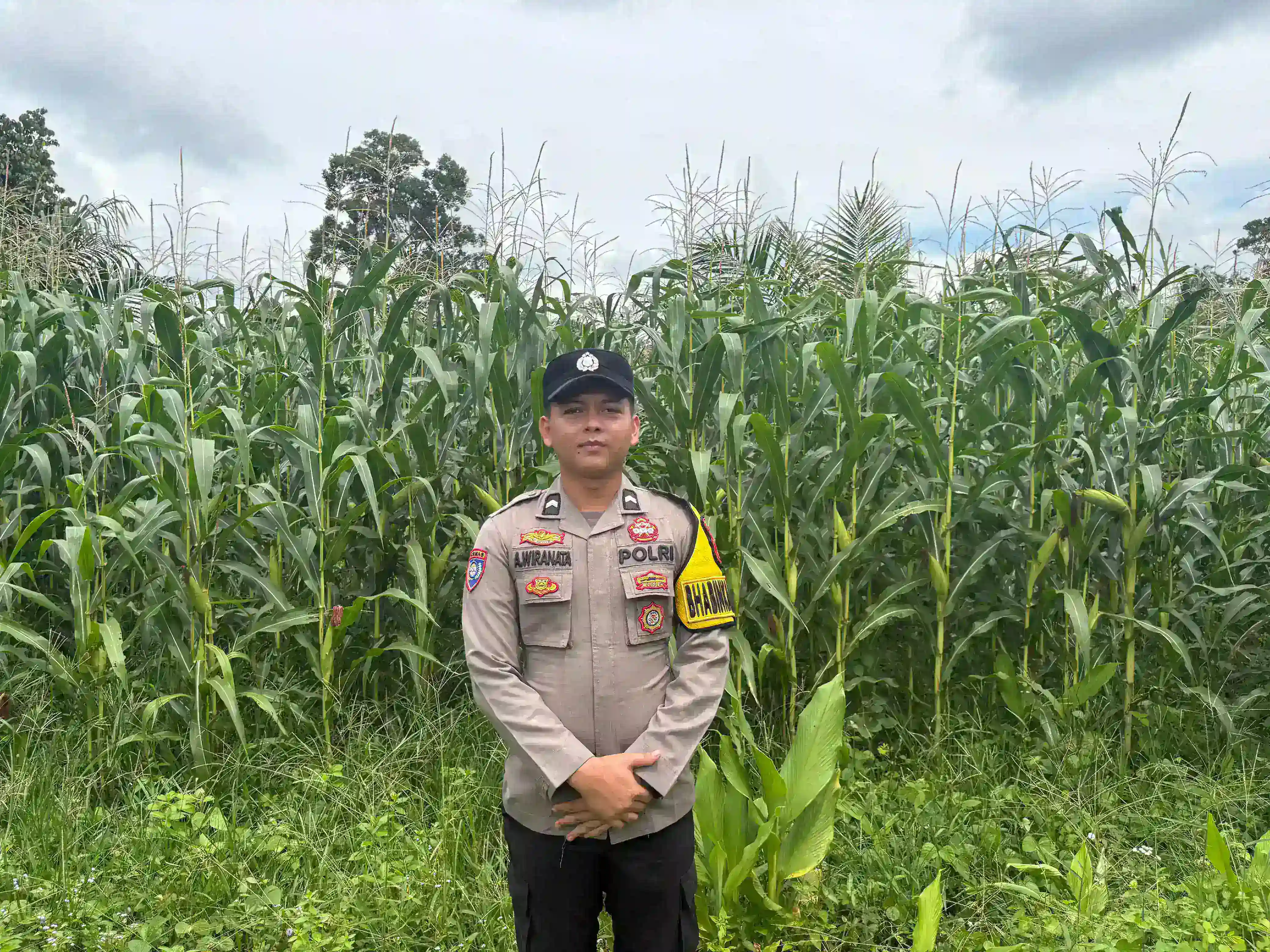 Bhabinkamtibmas Polsek Rawas Ulu Cek Tanaman Jagung Kelompok Tani Ulak Pasar 